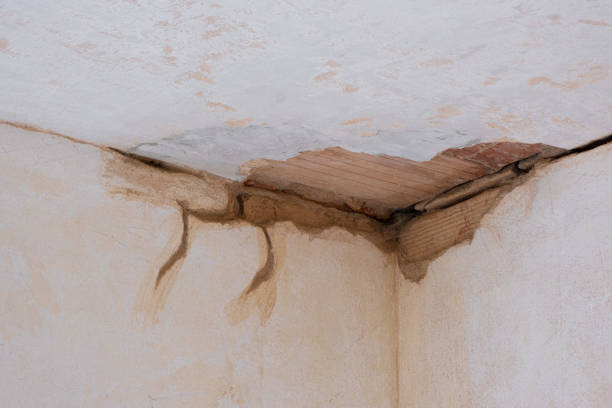 Best Mold removal after water damage  in Knob Noster, MO